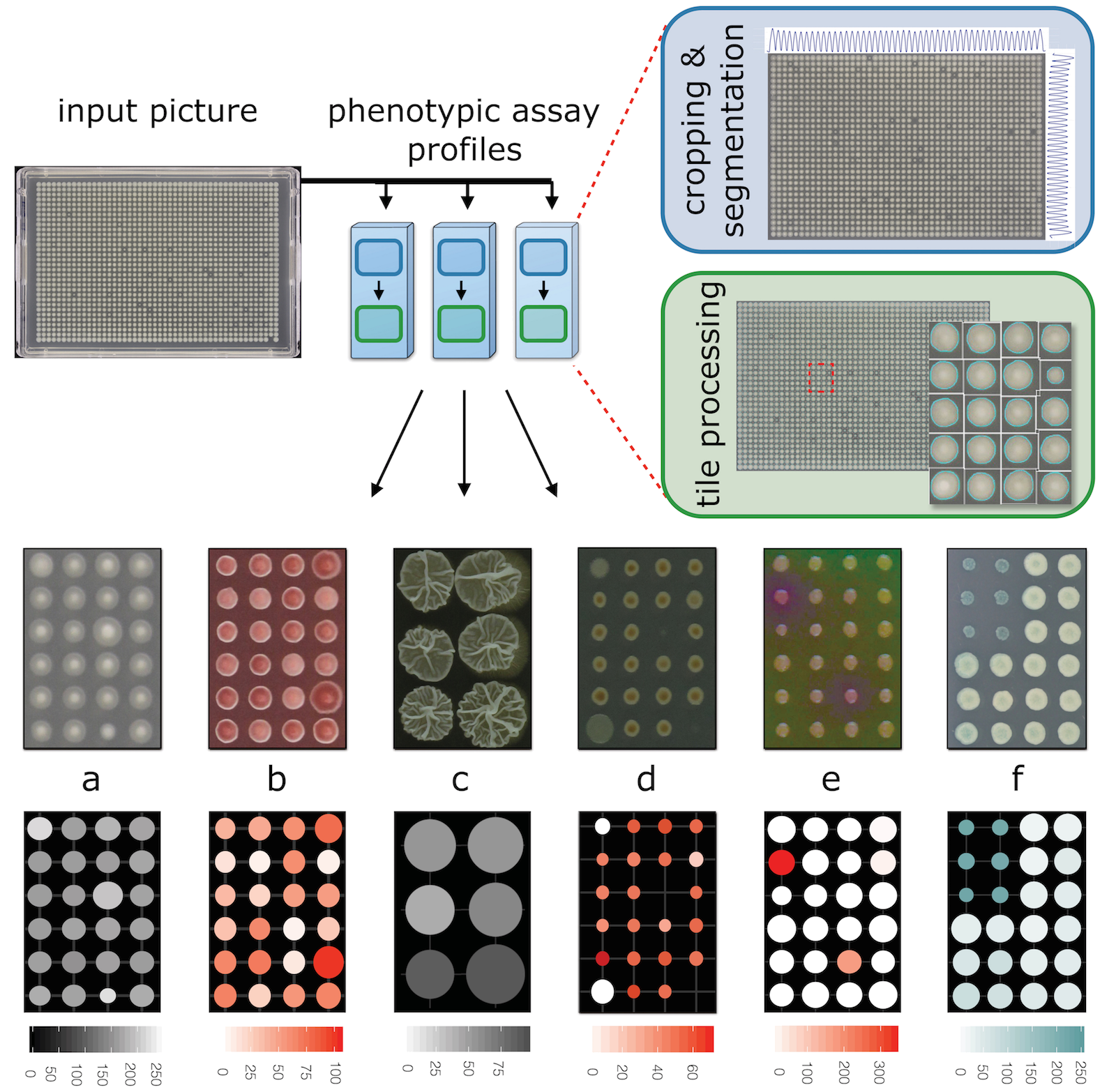 iris overview