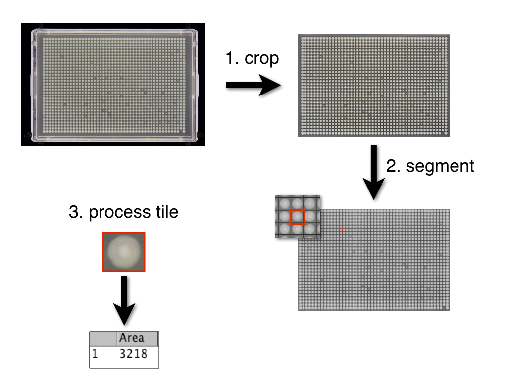 iris workflow